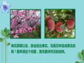 3.2.3开花和结果课件2023--2024学年人教版生物七年级上册