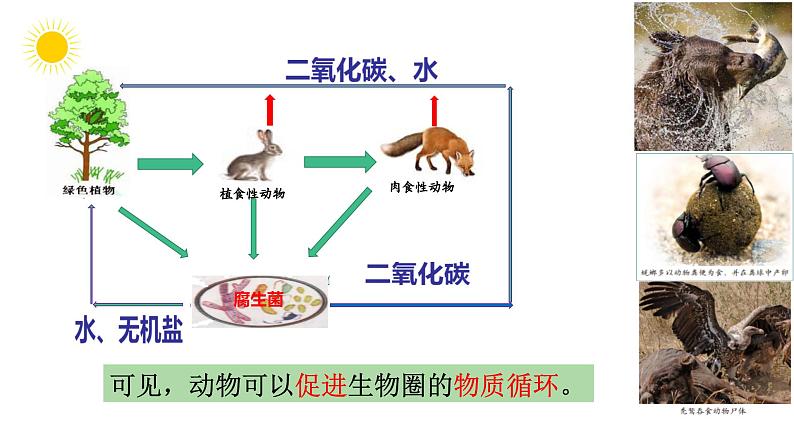 2.2.5动物在生物圈中的作用课件2023--2024学年济南版生物七年级上册07