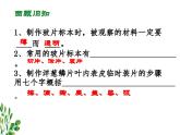 2.1.3动物细胞课件2023--2024学年人教版生物七年级上册