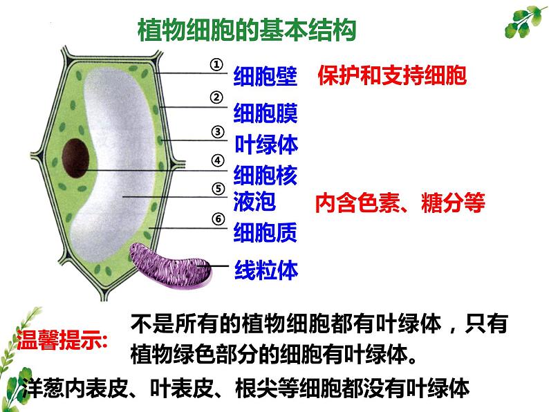 2.1.3动物细胞课件2023--2024学年人教版生物七年级上册第3页