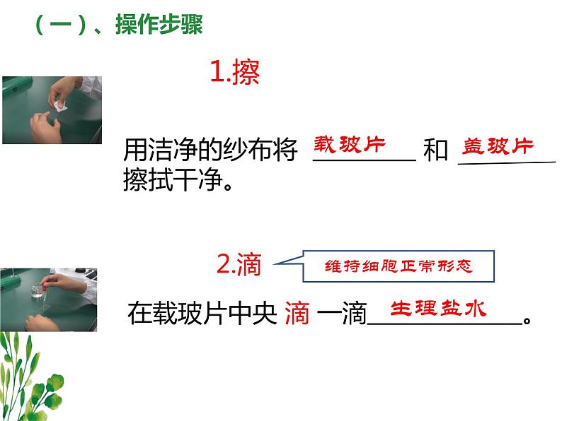 2.1.3动物细胞课件2023--2024学年人教版生物七年级上册第7页