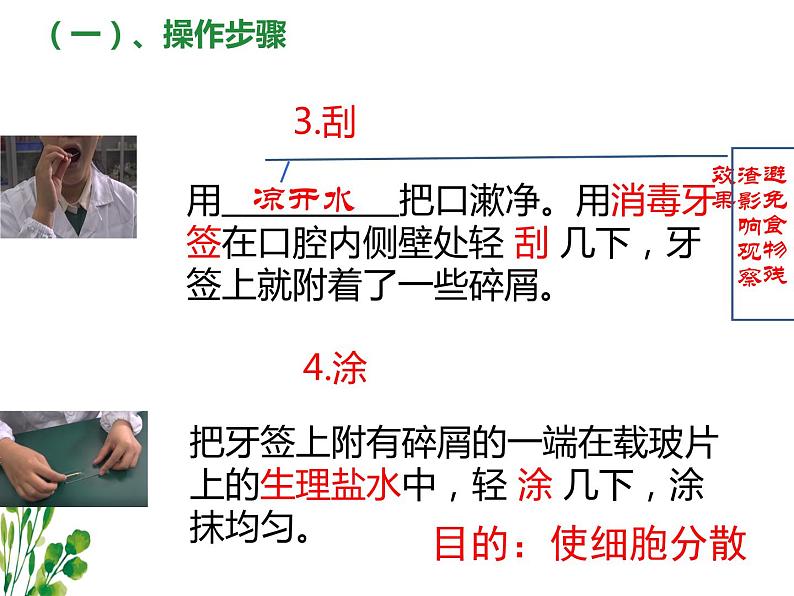 2.1.3动物细胞课件2023--2024学年人教版生物七年级上册第8页