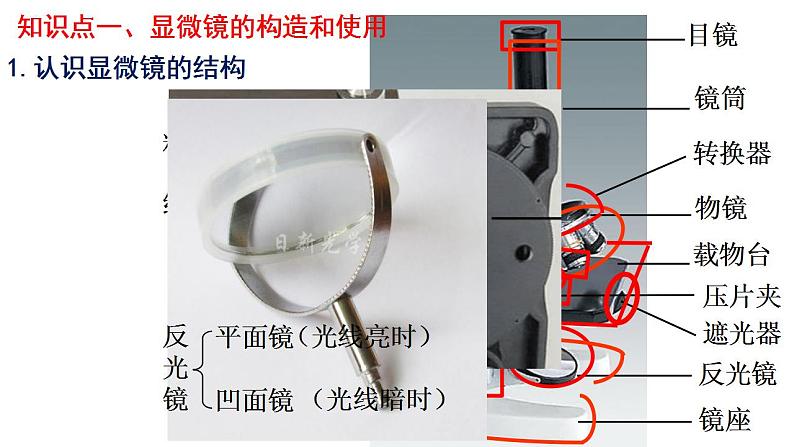 专题01 生物体的结构层次（过课件）-备战2024年中考生物新课标专题过过过04