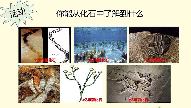 21.2++生物的进化（第一课时）课件-2023-2024学年北师大版生物八年级下册06