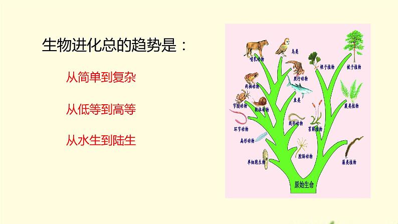 21.2++生物的进化（第一课时）课件-2023-2024学年北师大版生物八年级下册08