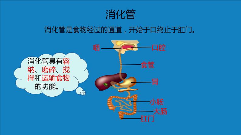 8.2++食物的消化和营养物质的吸收（第一课时）课件-2023-2024学年北师大版生物七年级下册第6页