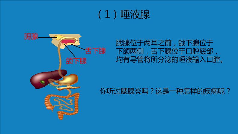 8.2++食物的消化和营养物质的吸收（第一课时）课件-2023-2024学年北师大版生物七年级下册第8页