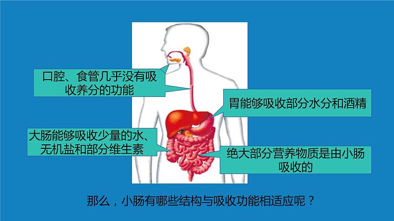 8.2++食物的消化和营养物质的吸收（第三课时）课件-2023-2024学年北师大版生物七年级下册第6页