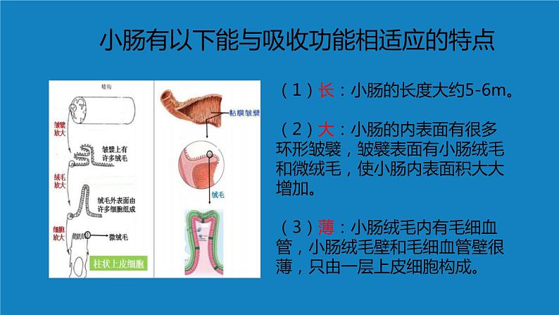 8.2++食物的消化和营养物质的吸收（第三课时）课件-2023-2024学年北师大版生物七年级下册第7页