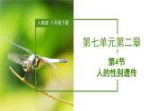 人教版八年级下册生物同步课件7.2.4 人的性别遗传（教学课件）