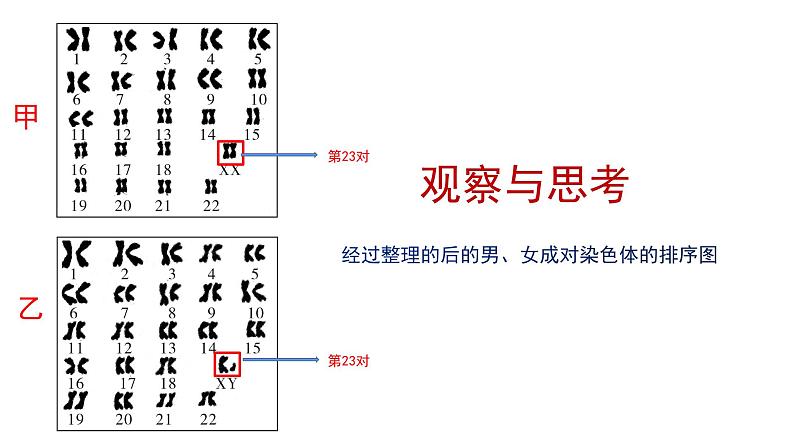 人教版八年级下册生物同步课件7.2.4 人的性别遗传（教学课件）07