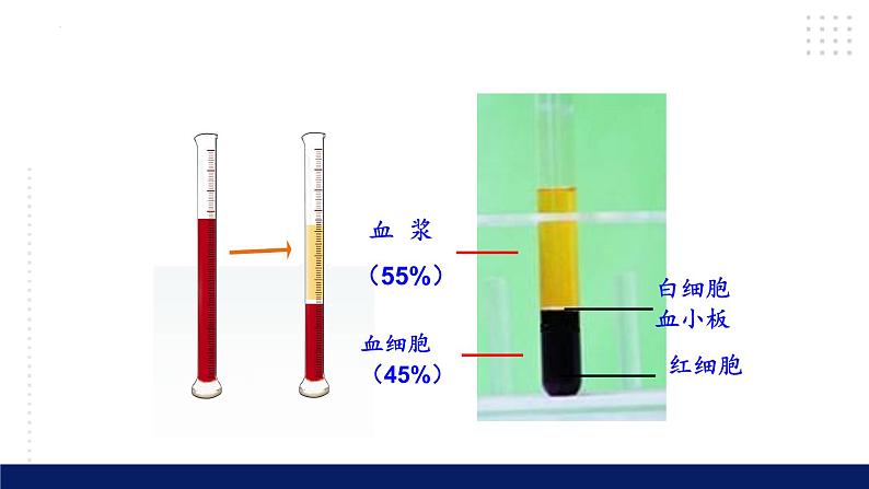 9.1++血液++课件-2023-2024学年北师大版生物七年级下册第7页