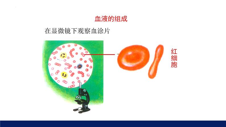 9.1++血液++课件-2023-2024学年北师大版生物七年级下册第8页