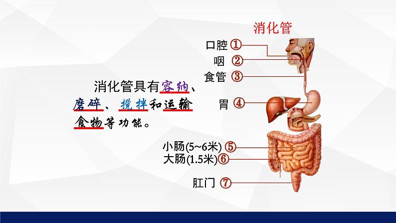 8.2+食物的消化和营养物质的吸收（第1课时）课件-2023-2024学年北师大版生物七年级下册08