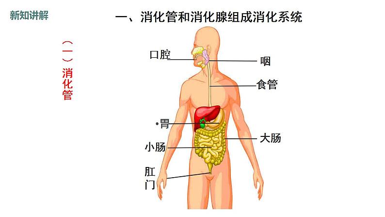 8.2食物的消化和营养物质的吸收（第1课时）课件-2023-2024学年北师大版生物七年级下册第6页