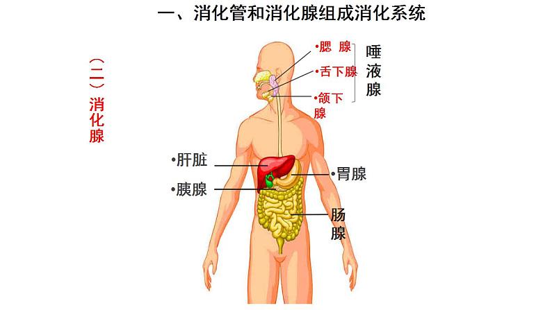 8.2食物的消化和营养物质的吸收（第1课时）课件-2023-2024学年北师大版生物七年级下册第7页