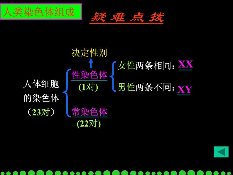 4.4.3++人类染色体与性别决定++课件-2023-2024学年济南版生物八年级上册05