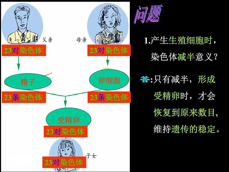 4.4.3++人类染色体与性别决定++课件-2023-2024学年济南版生物八年级上册06