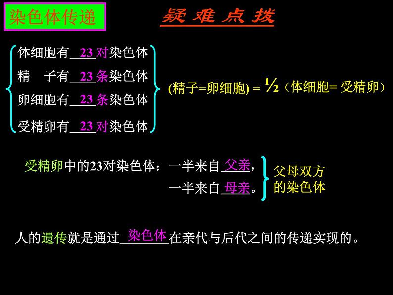 4.4.3++人类染色体与性别决定++课件-2023-2024学年济南版生物八年级上册08