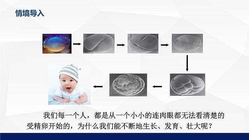 2.3.3++细胞通过分裂而增殖++课件-2023-2024学年北师大版生物七年级上册第5页