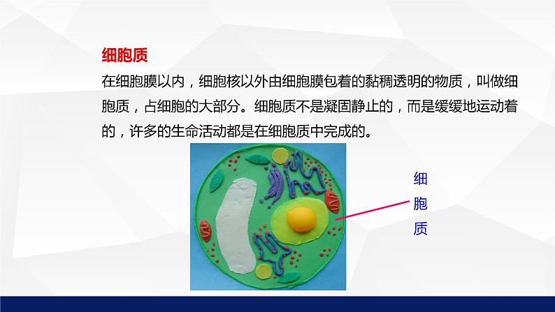 2.3.1细胞的基本结构和功能（第2课时）课件-2023-2024学年北师大版生物七年级上册第7页