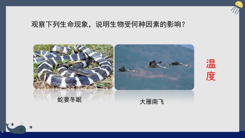 1.1.2++生物与环境的相互影响（第一课时）课件-2023-2024学年北师大版生物七年级上册07