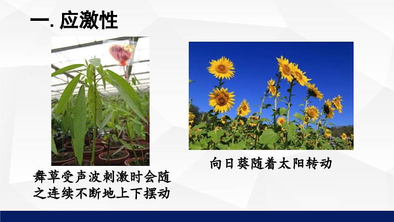 1.1.1++形形色色的生物（第二课时）课件-2023-2024学年北师大版生物七年级上册06