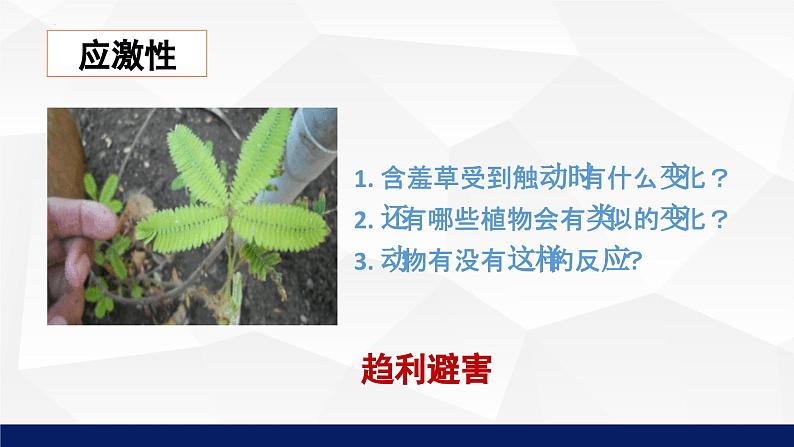 1.1.1++形形色色的生物（第二课时）课件-2023-2024学年北师大版生物七年级上册08