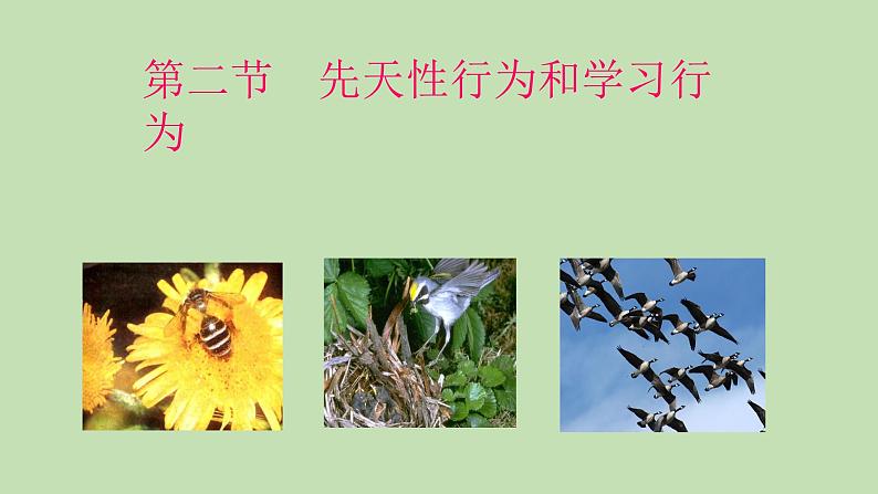 7.2.2先天性行为和学习行为---2023-2024学年鲁科版（五四版）生物学八年级上册课件01