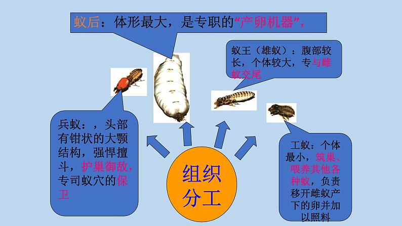 7.2.3社会行为---2023-2024学年鲁科版（五四版）生物学八年级上册课件04