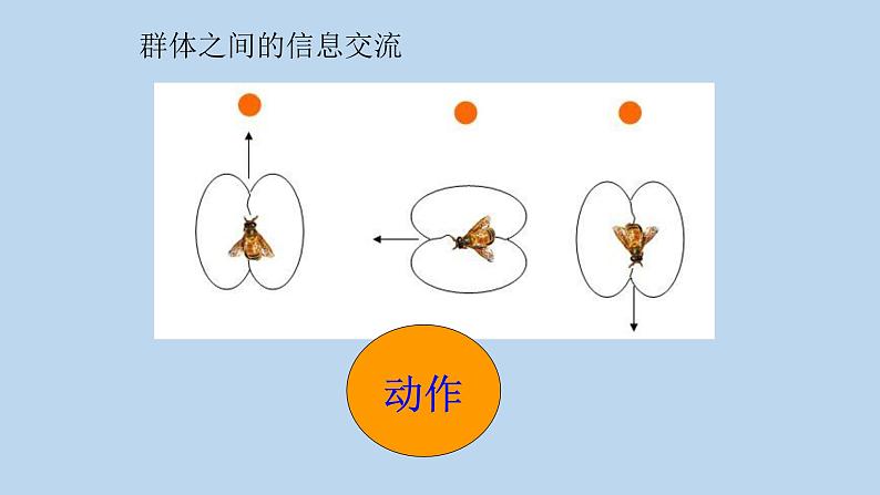 7.2.3社会行为---2023-2024学年鲁科版（五四版）生物学八年级上册课件08