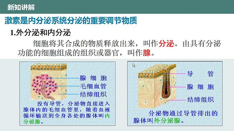 12.3激素调节同步课件2023--2024学年北师大版生物七年级下册第6页