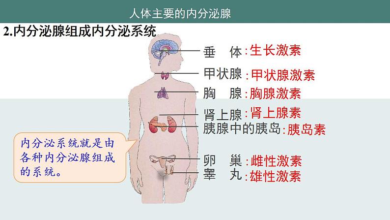 12.3激素调节同步课件2023--2024学年北师大版生物七年级下册第7页