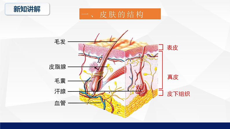 11.3+皮肤与汗液分泌教学课件2023--2024学年北师大版生物七年级下册第6页