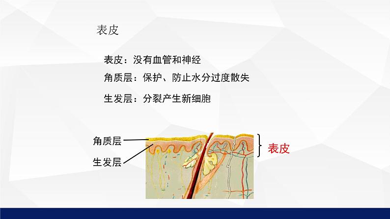 11.3+皮肤与汗液分泌教学课件2023--2024学年北师大版生物七年级下册第7页