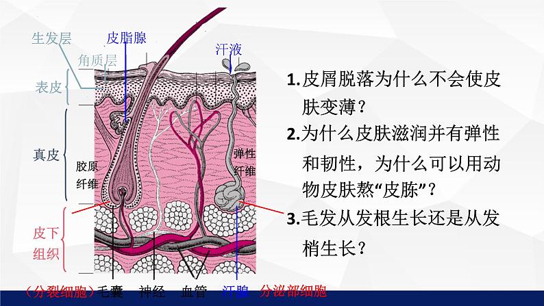 11.3+皮肤与汗液分泌教学课件2023--2024学年北师大版生物七年级下册第8页