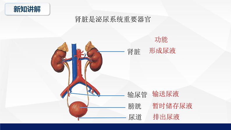 11.2+尿的形成与排出（第一课时）课件2023--2024学年北师大版生物七年级下册第6页