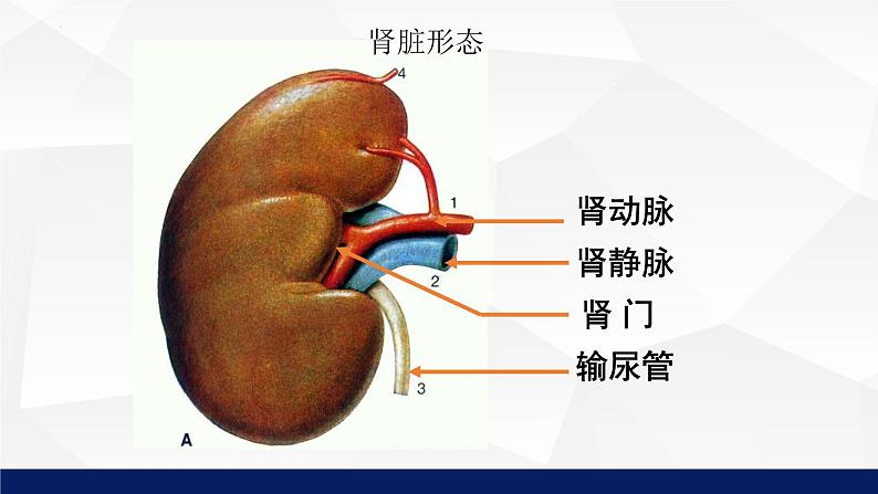 11.2+尿的形成与排出（第一课时）课件2023--2024学年北师大版生物七年级下册第8页