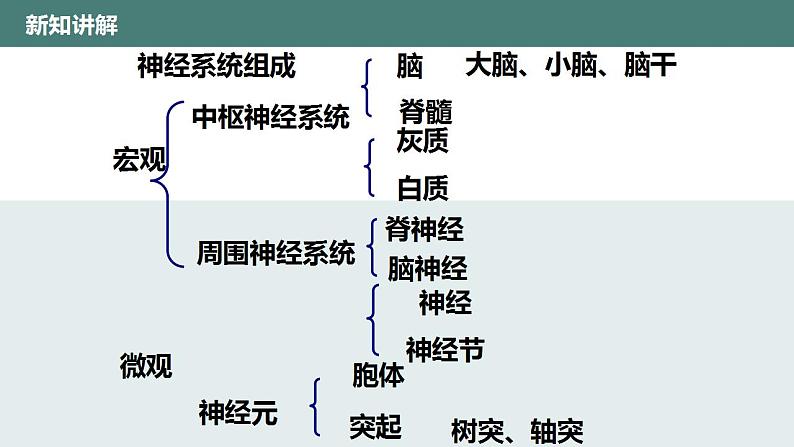 12.1神经系统和神经调节(第一课时)同步课件2023--2024学年北师大版生物七年级下册第6页