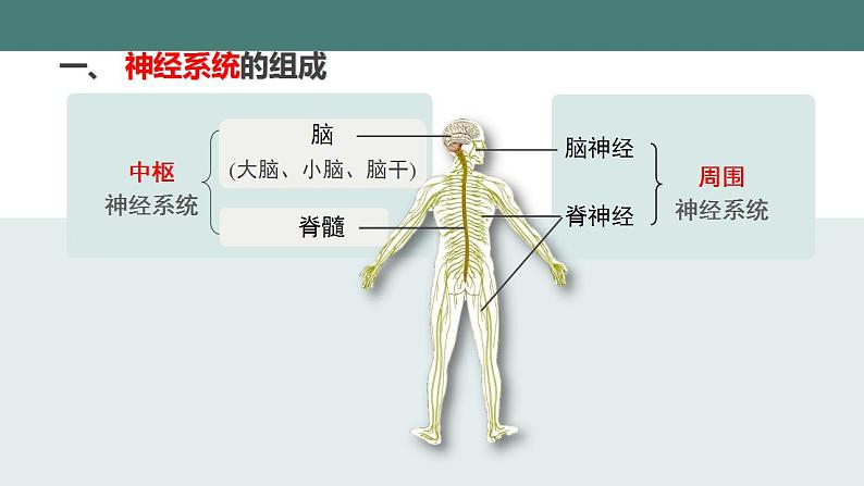 12.1神经系统和神经调节(第一课时)同步课件2023--2024学年北师大版生物七年级下册第7页