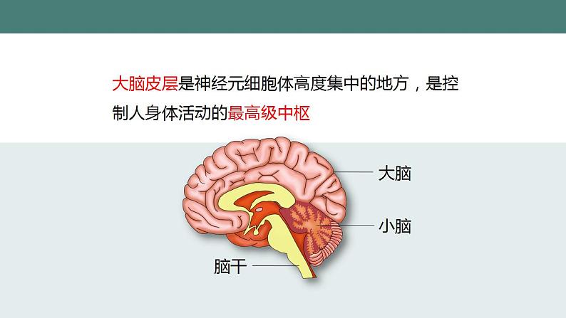 12.1神经系统和神经调节(第一课时)同步课件2023--2024学年北师大版生物七年级下册第8页