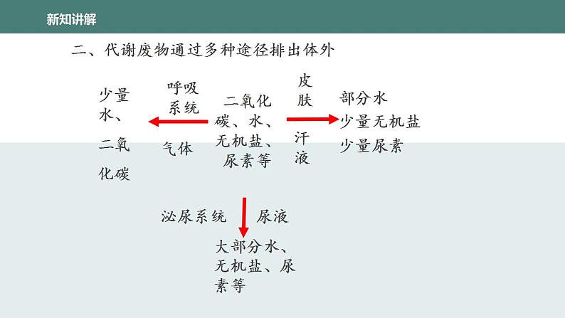 11.1人体产生的代谢废物同步课件2023--2024学年北师大版生物七年级下册第8页