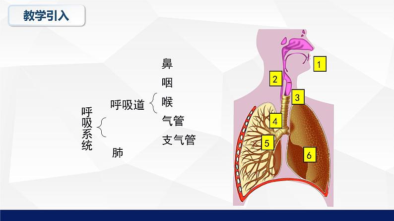 10.2+人体细胞获得氧气的过程教学课件2023--2024学年北师大版生物七年级下册第5页