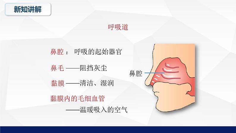 10.2+人体细胞获得氧气的过程教学课件2023--2024学年北师大版生物七年级下册第6页