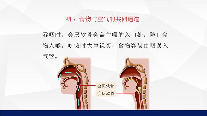 10.2+人体细胞获得氧气的过程教学课件2023--2024学年北师大版生物七年级下册第7页