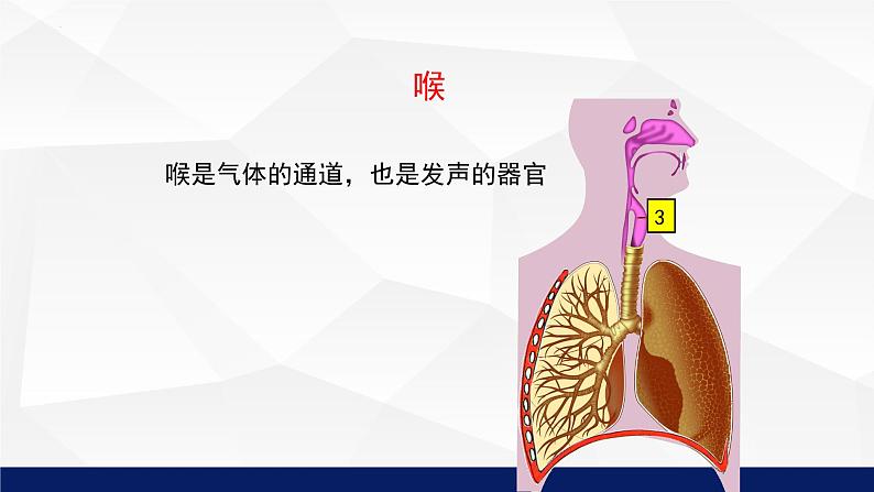 10.2+人体细胞获得氧气的过程教学课件2023--2024学年北师大版生物七年级下册第8页