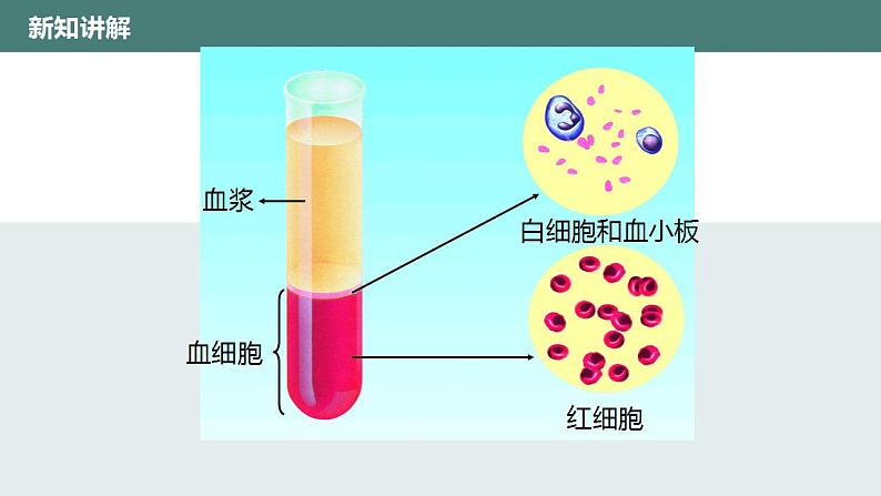 9.1血液同步课件2023--2024学年北师大版生物七年级下册第6页