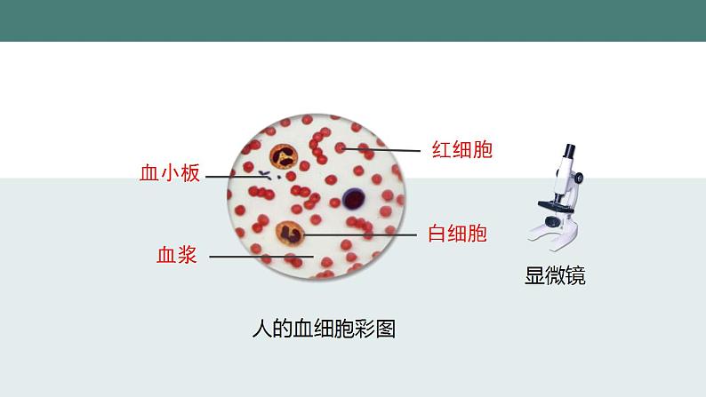 9.1血液同步课件2023--2024学年北师大版生物七年级下册第7页