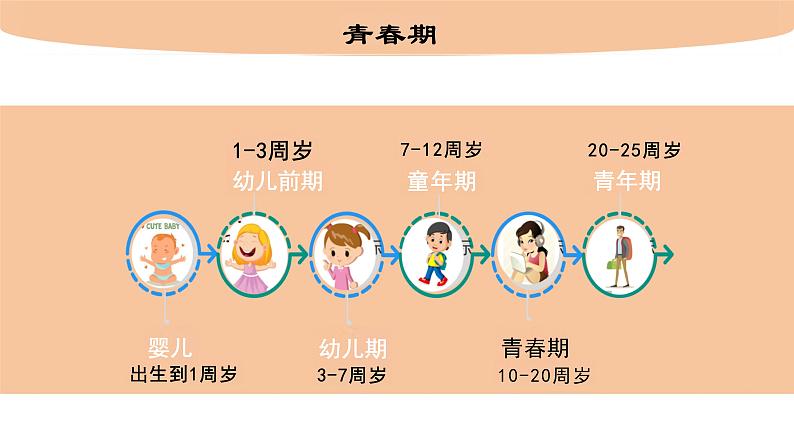 4.1.3+青春期+课件2023-2024年人教版初中生物七年级下册第3页