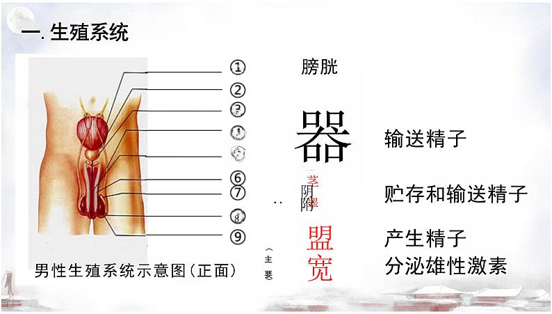 4.1.2+人的生殖课件2023-2024年人教版初中生物下册第3页